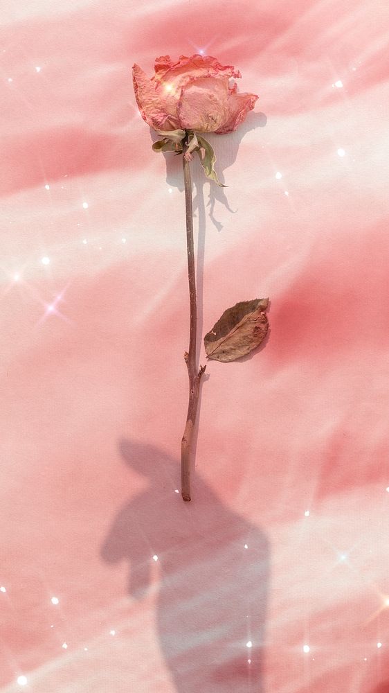 Aesthetic iPhone wallpaper, pink rose background