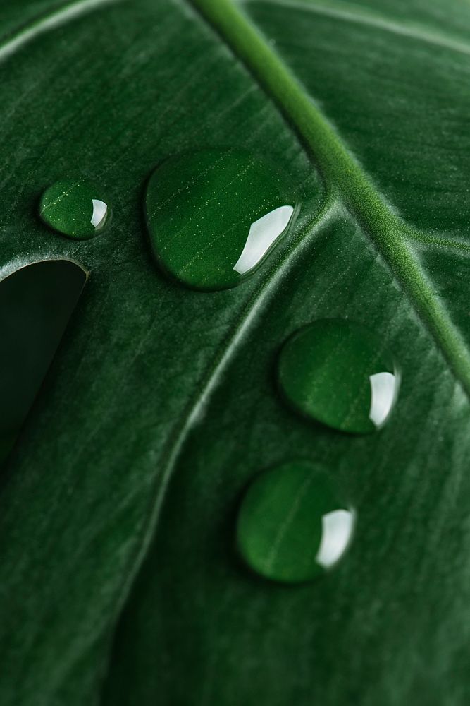 Monstera leaf background, water drop