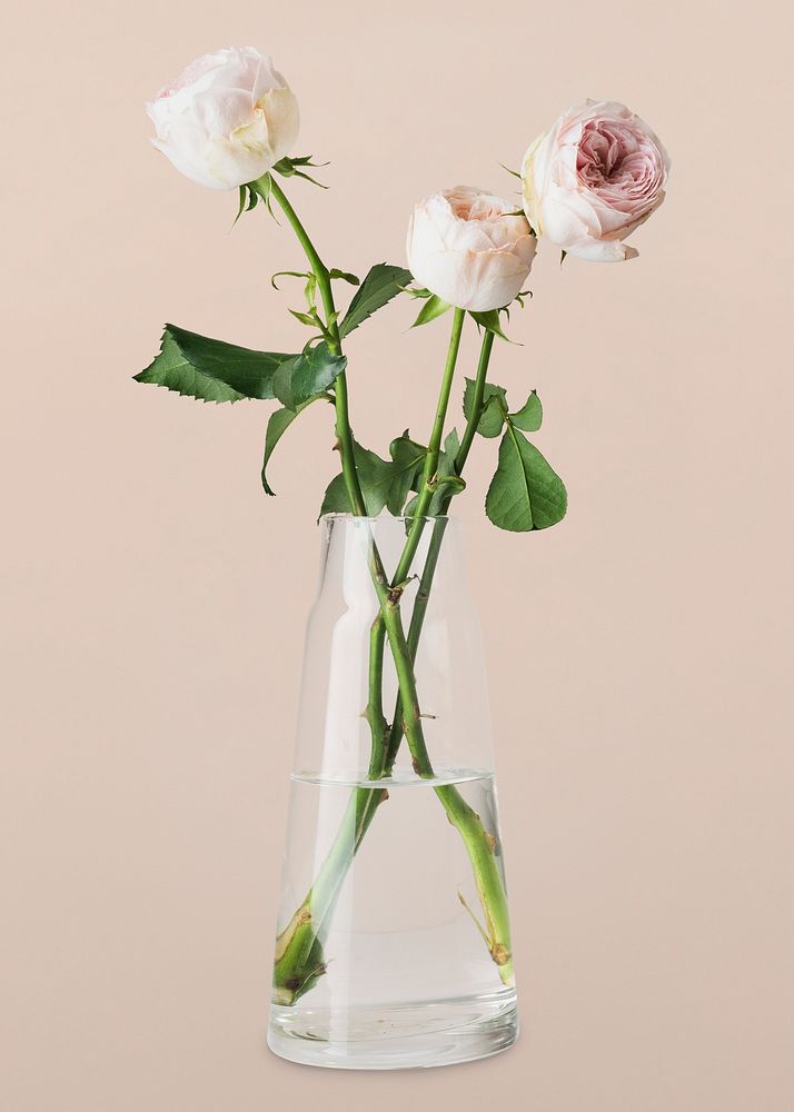 Aesthetic flower in glass vase psd, white garden rose, isolated object