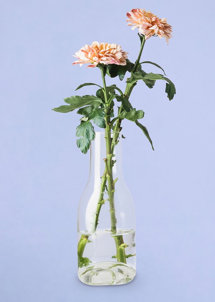 Aesthetic flower in glass vase psd, light pink chrysanthemum, isolated object