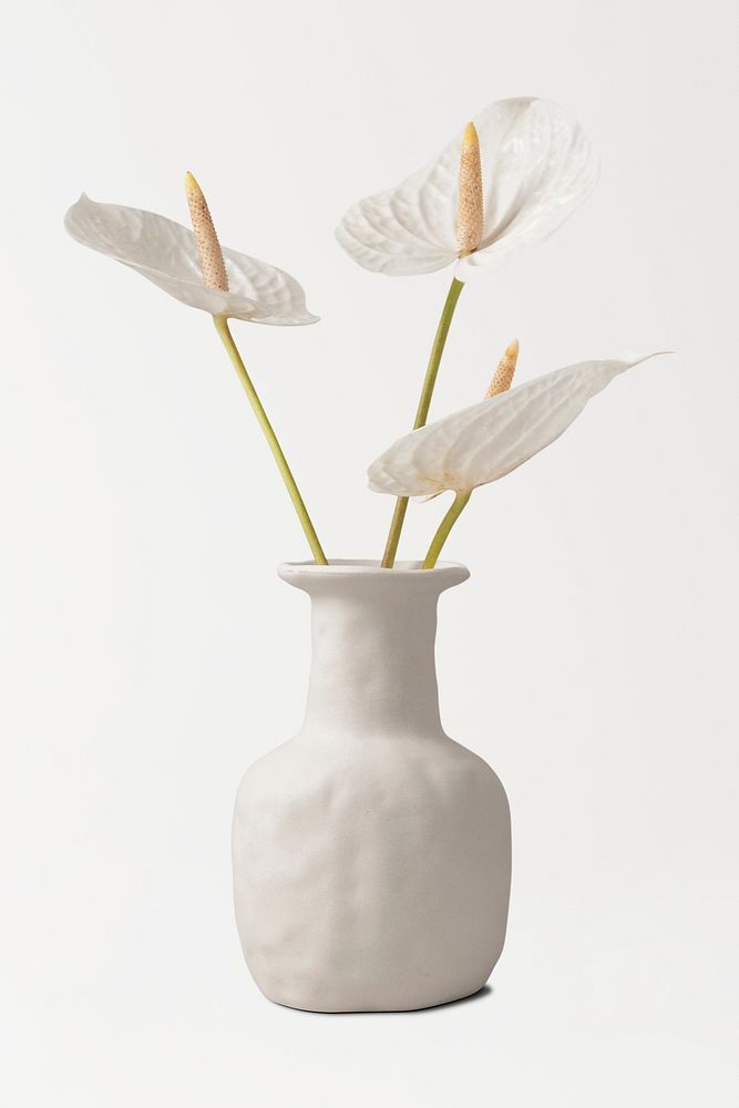 White laceleaf flower in vase