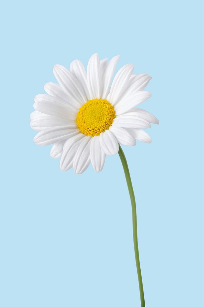 White daisy flower background, design space