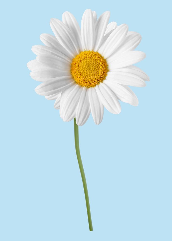 White daisy, collage element psd