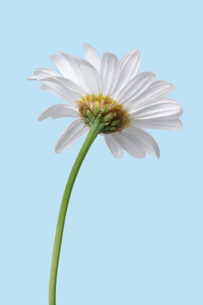 White daisy background, design space
