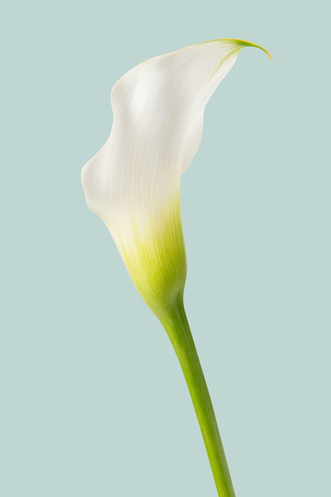 White calla lily background, design space