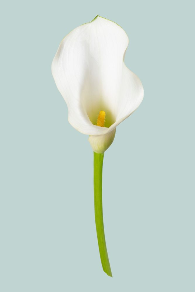 Calla lily flower, isolated object psd