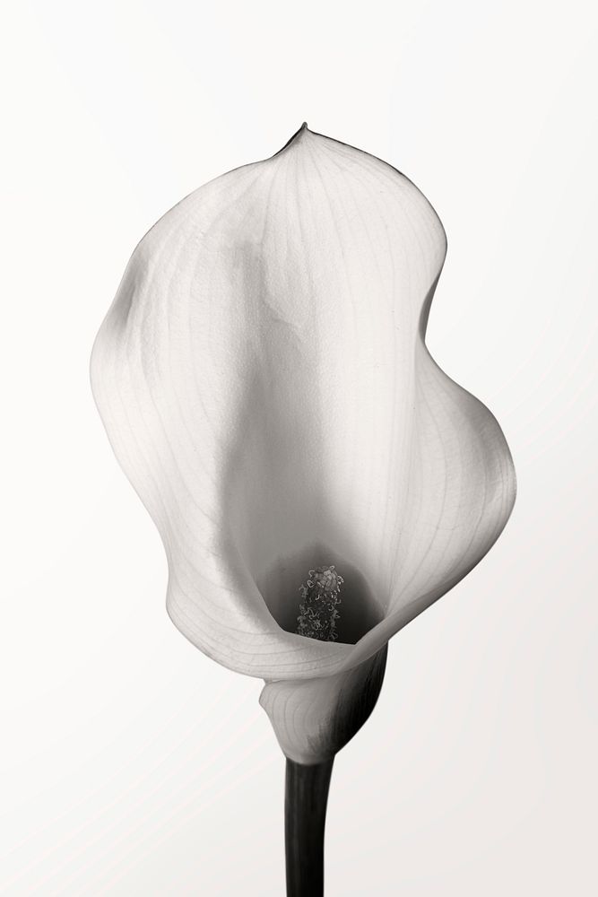 Calla lily grayscale background, flower macro shot
