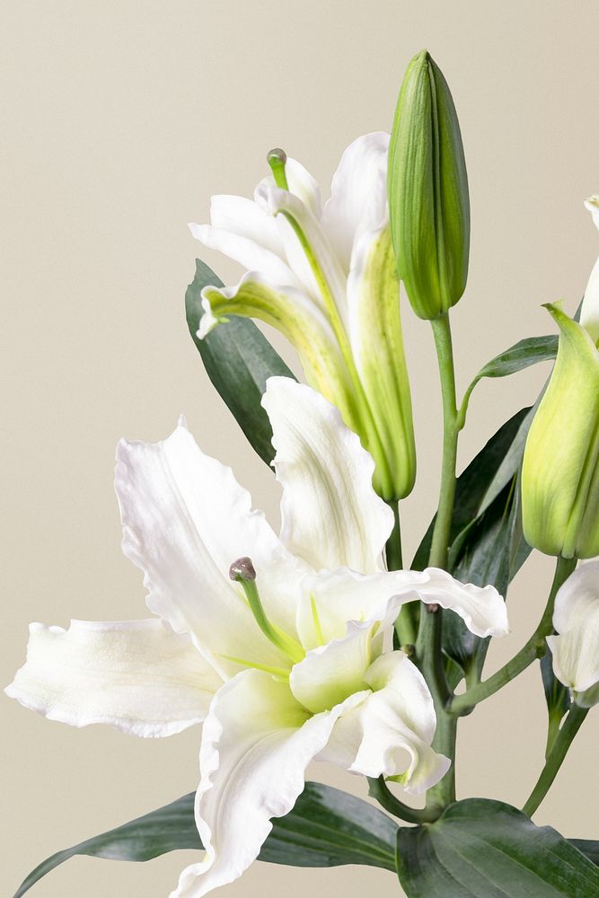 White lily flower background, design space psd