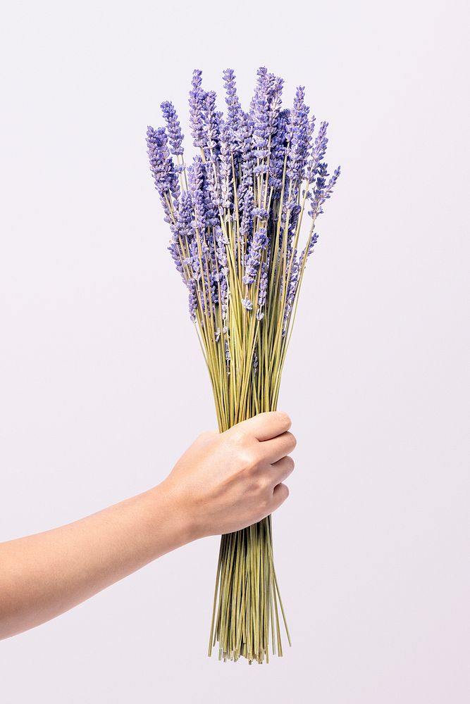 Lavender held by hand, collage element psd