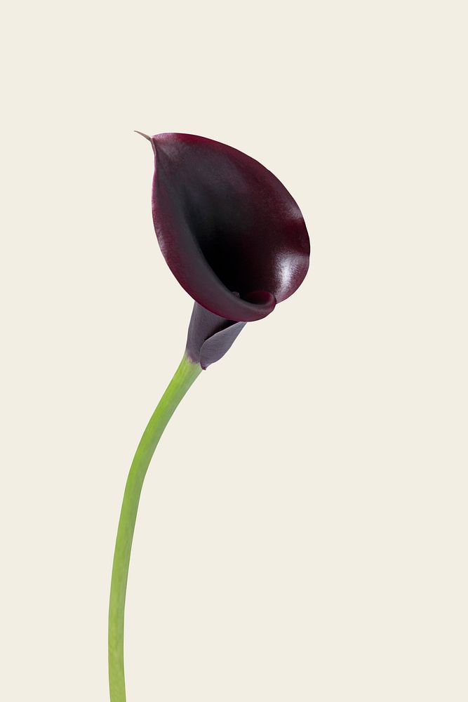 Purple calla lily background, design space