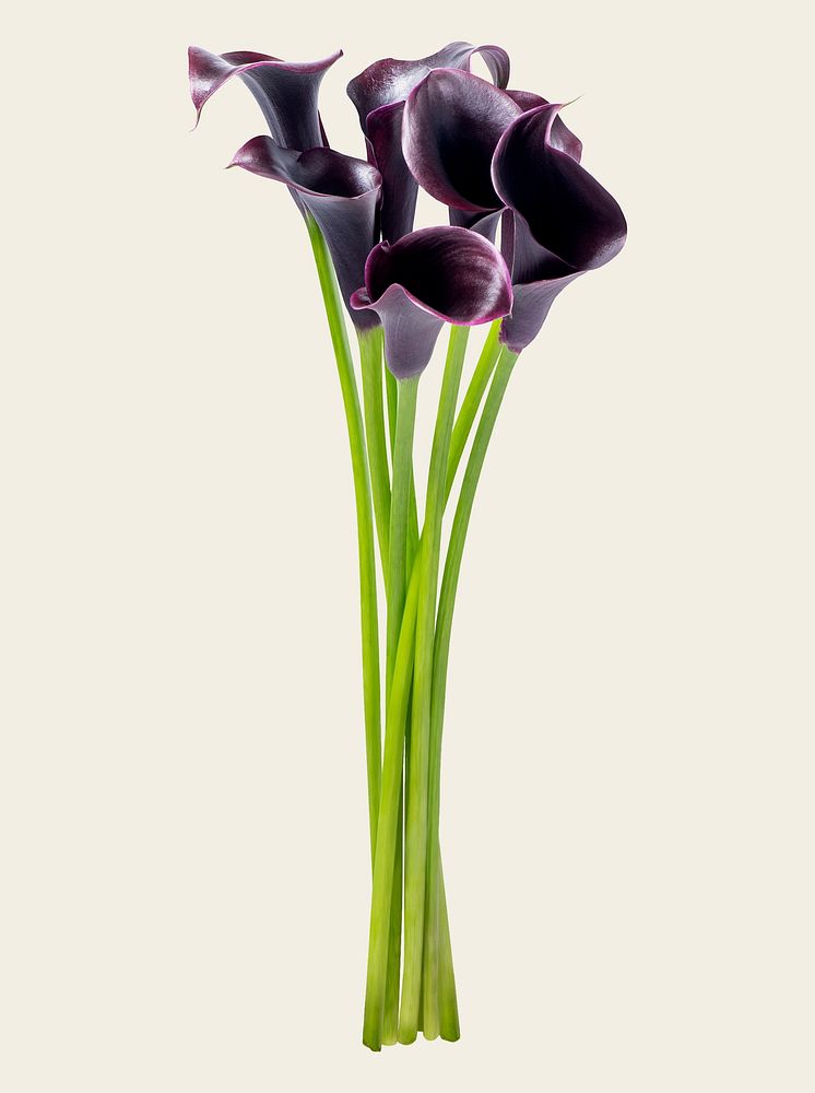 Purple calla lilies, collage element psd