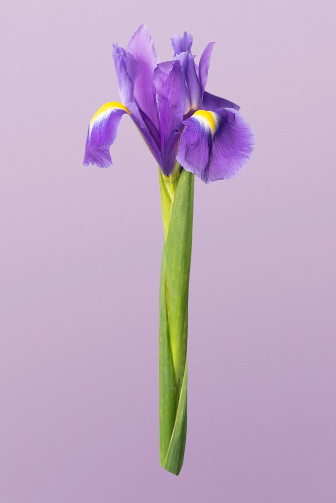 Dutch iris flower, isolated object psd
