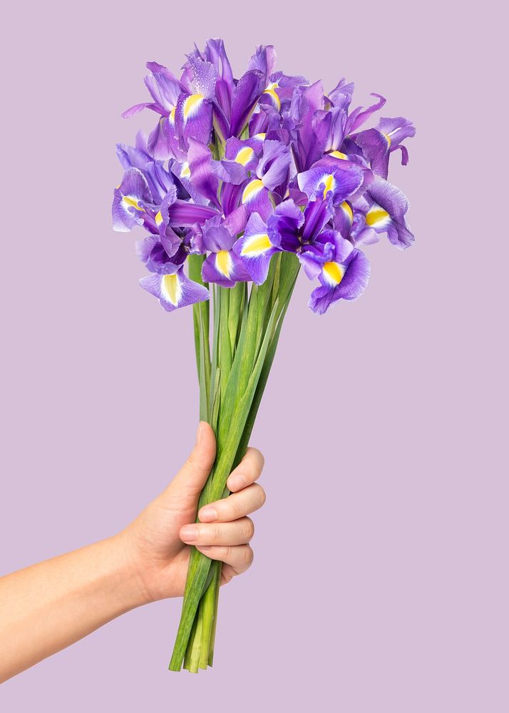 Purple iris, held by hand, collage element psd