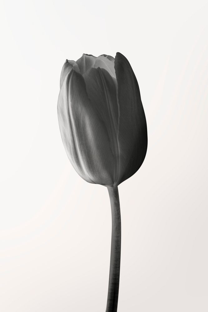 Tulip grayscale, collage element psd