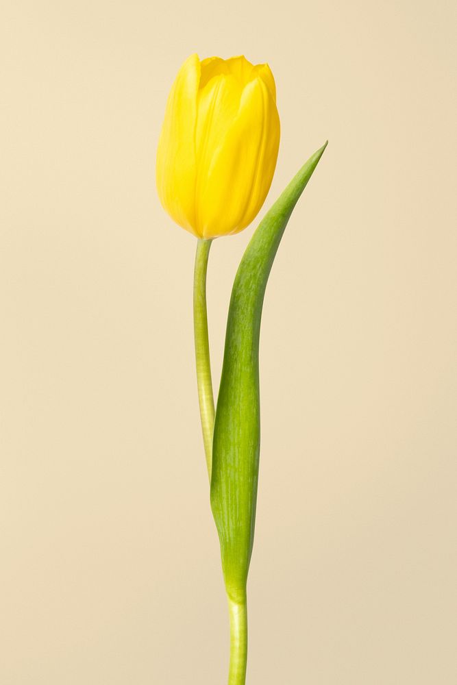 Yellow tulip background, design space