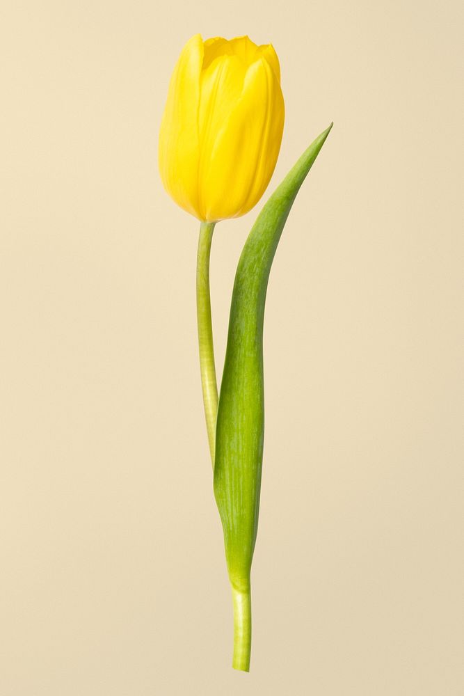 Yellow tulip flower, isolated object psd
