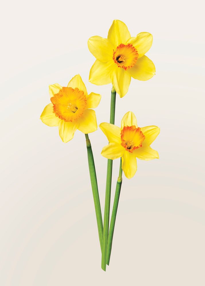 Yellow daffodil, collage element psd