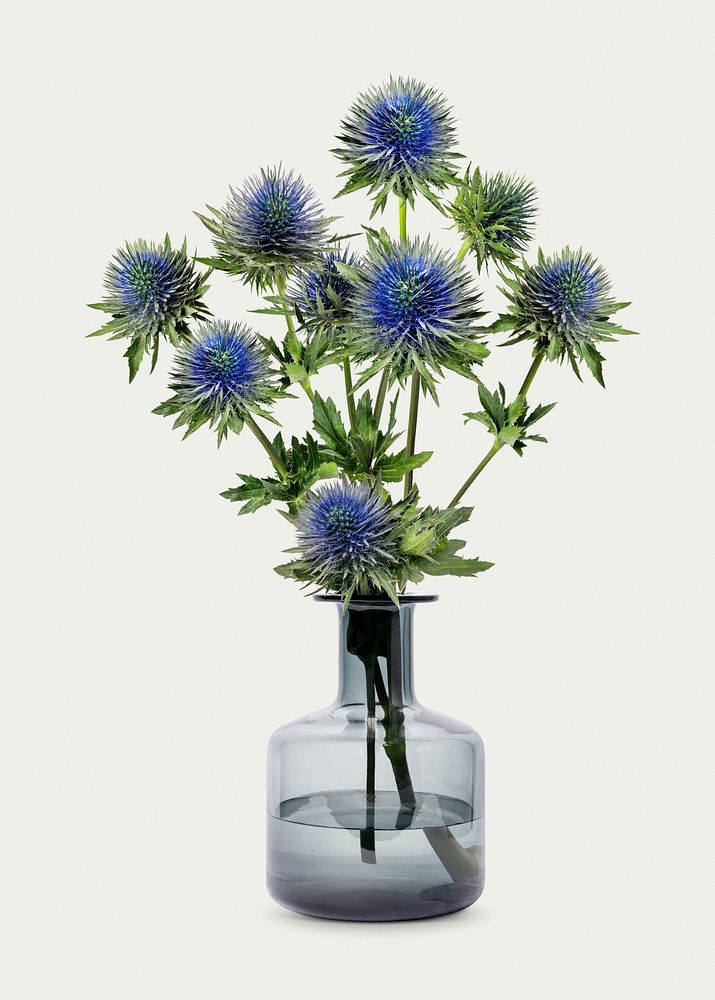 Eryngium in glass vase, isolated object design psd