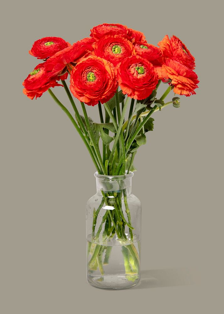 Red ranunculus in glass vase, isolated object design psd