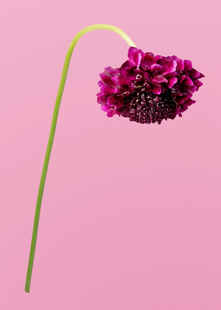 pink scabiosa sweet cherry scoop, collage element psd