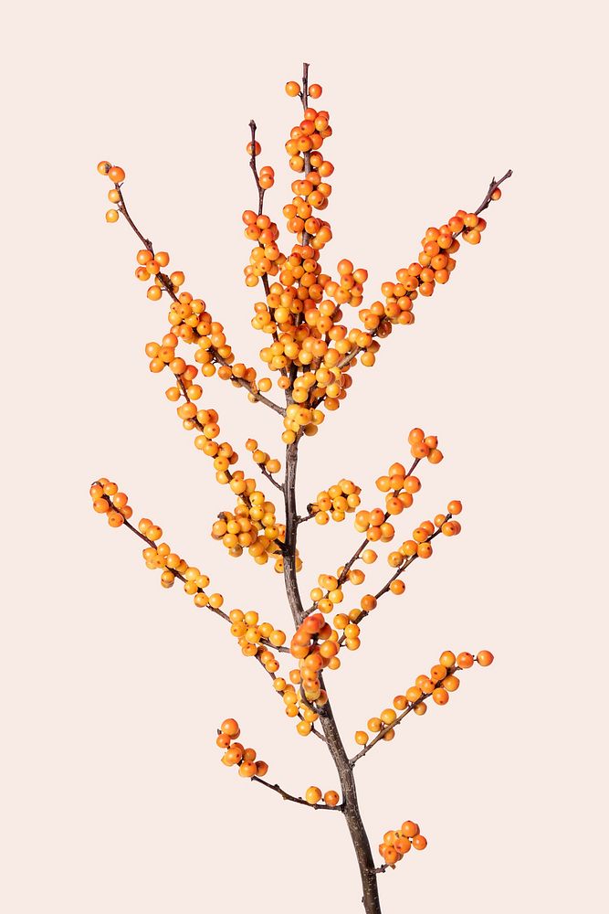 Yellow winterberry background, design space