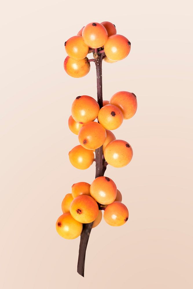 Yellow winterberry flower, isolated object psd