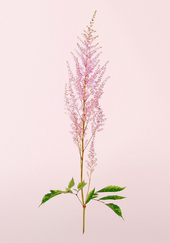 Pink flower, astilbe peach blossom, collage element psd