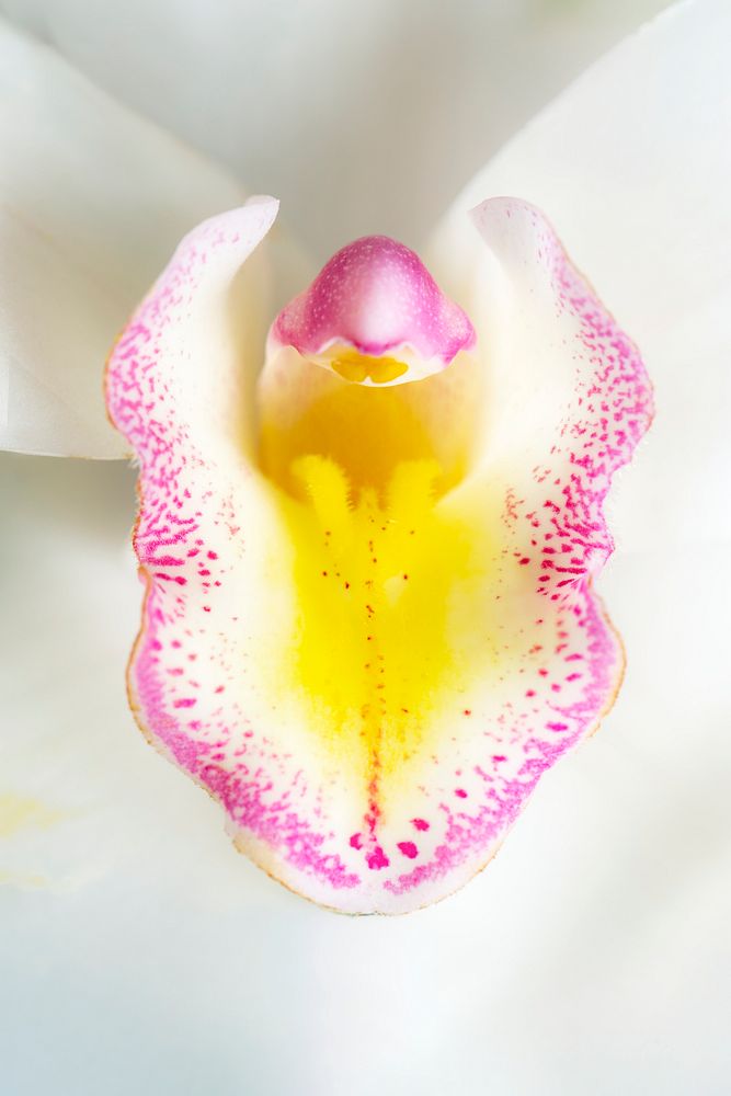White orchid background, flower macro shot