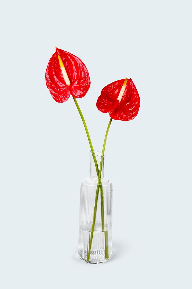 Red anthurium in glass vase, flower arrangement, home decor