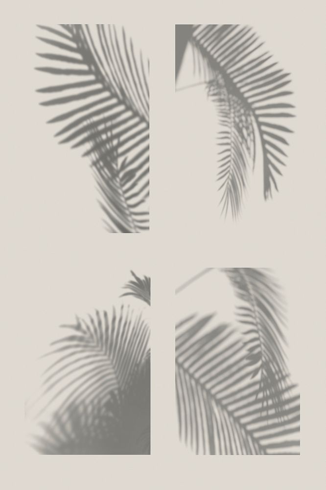 Collection of palm leaves shadow on off white background