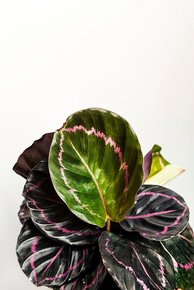 Croton leaves plant on white background