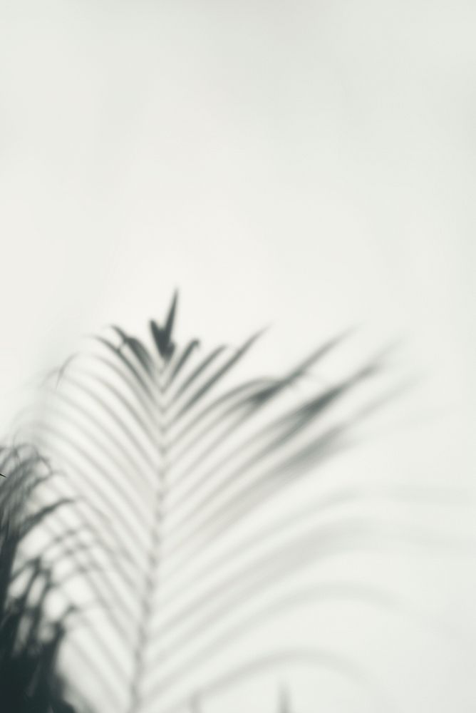 Shadow of palm leaves on off white background
