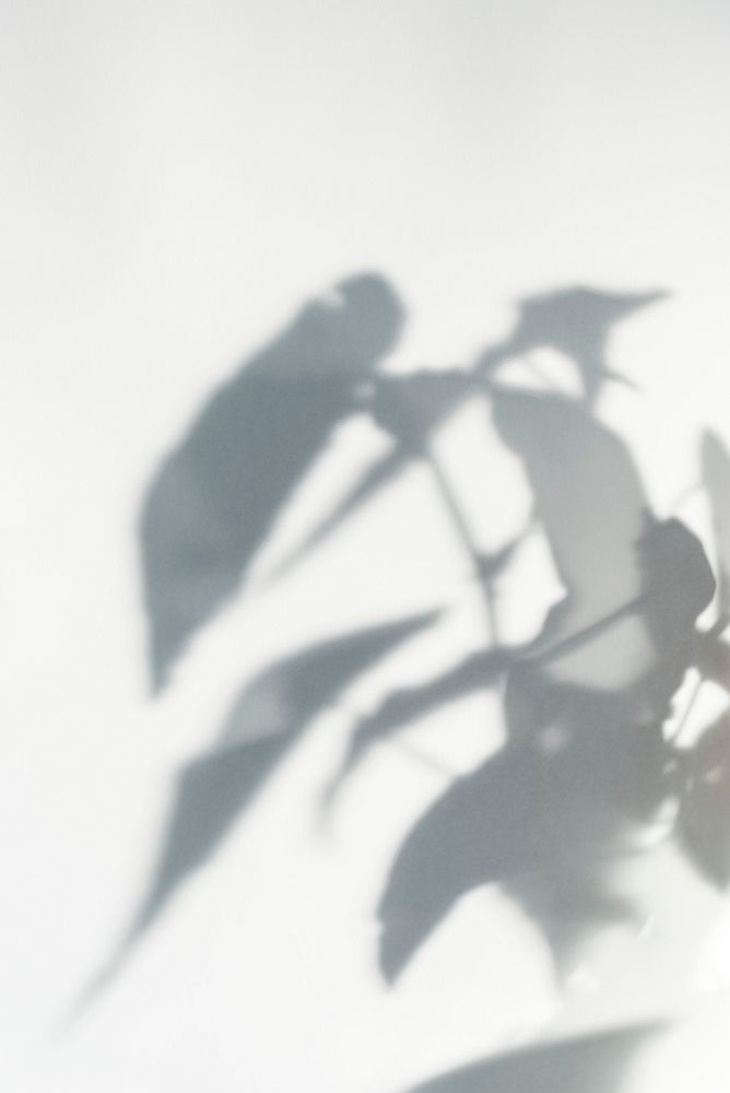Shadow of leaves on off white background