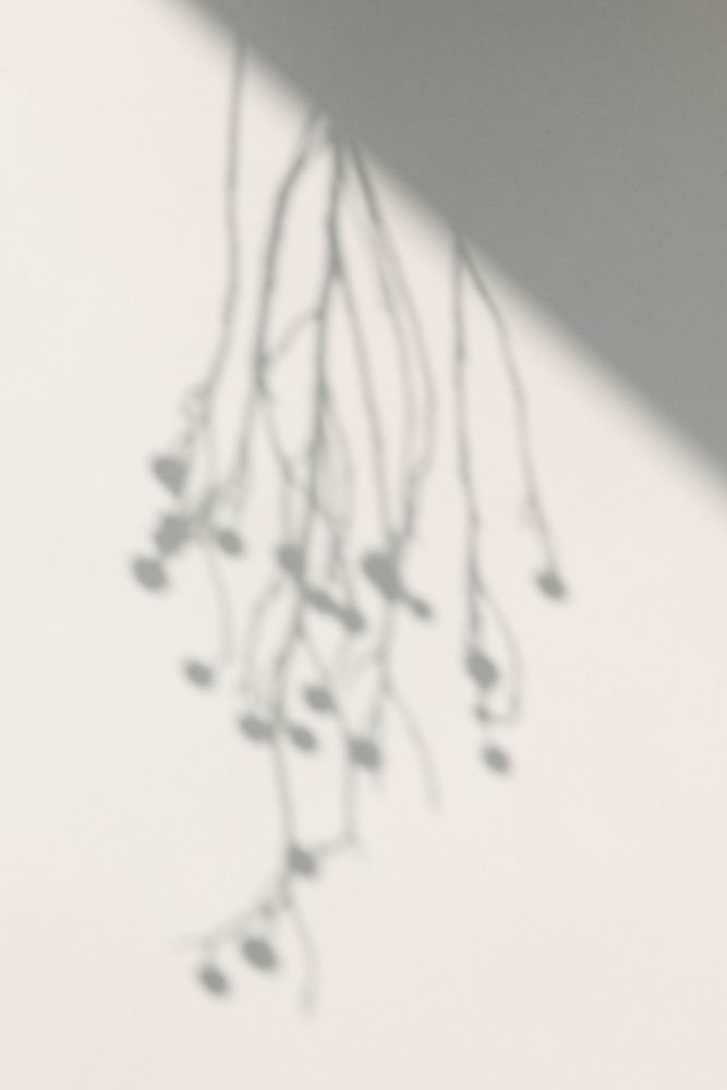 Shadow of hanging plant on white background