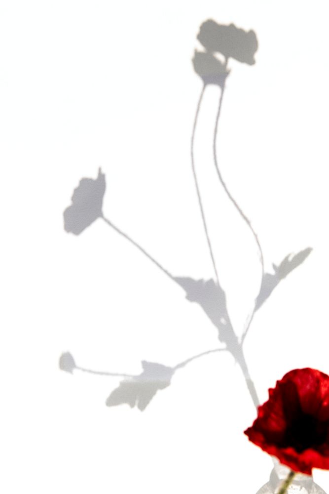 Red flower and shadow on white background