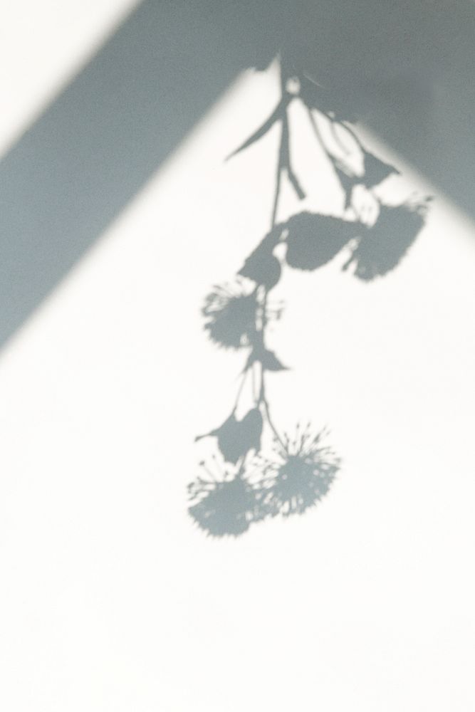Shadow of hanging flower on white background