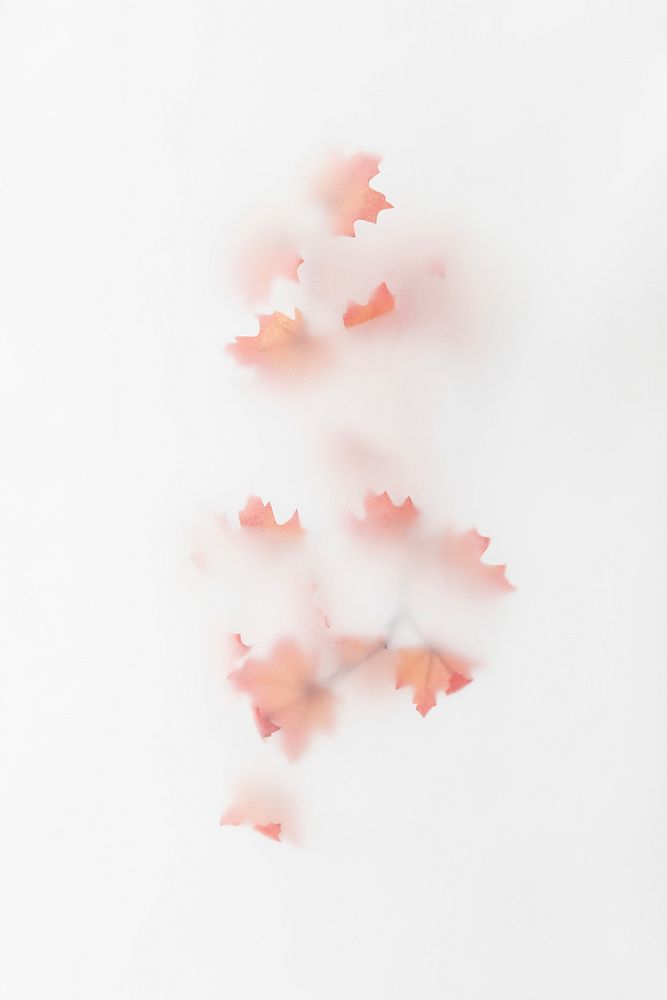 Blurred orange maple leaves on off white background