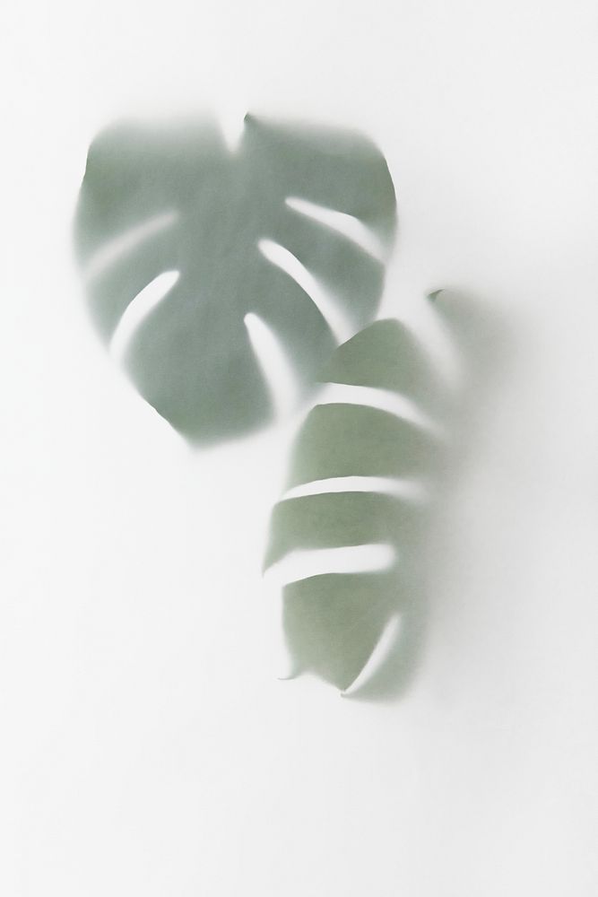 Monstera delicosa plant leaves shadow