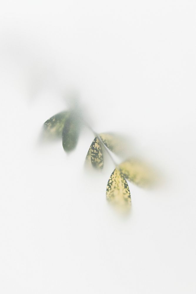 Blurred gold dust croton branch