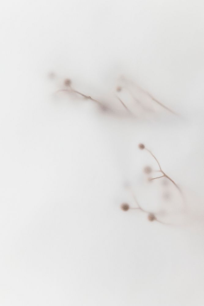 Blurred dry flower branch on off white background