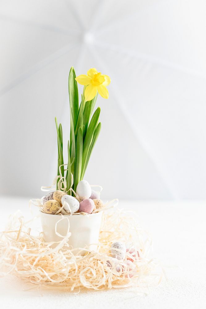 Easter eggs and daffodil flower. Visit Monika Grabkowska to see more of her food photography.