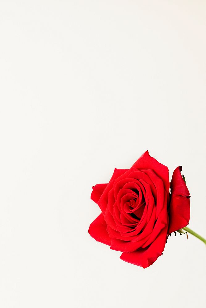Red rose on a beige background