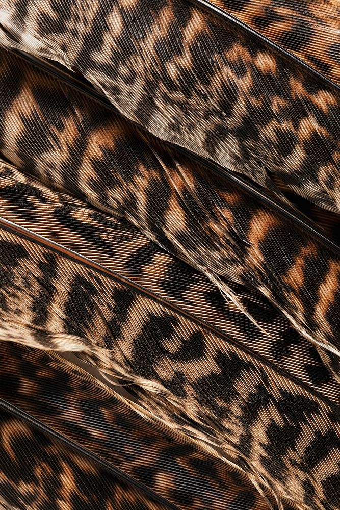 Yellow and black feather texture | Premium Photo - rawpixel