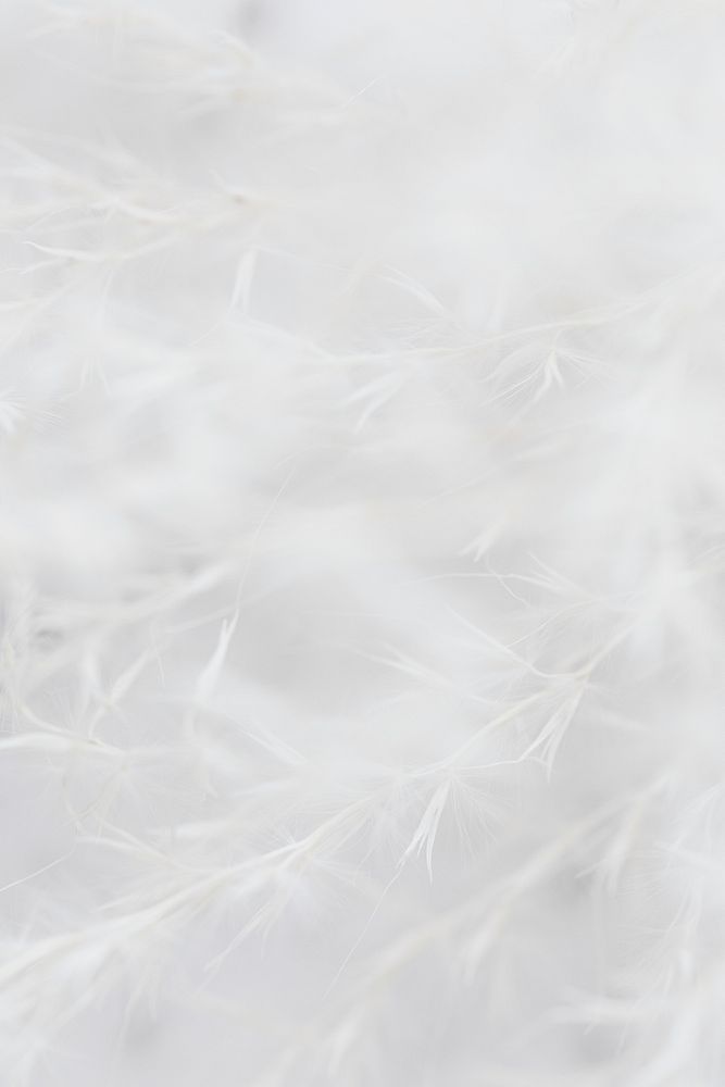 White grass flower in soft focus background