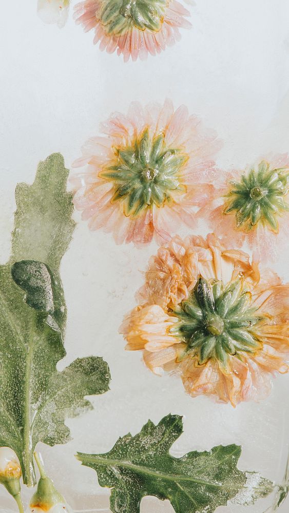 Chrysanthemum flowers with leaves frozen in ice with air bubbles pastel style
