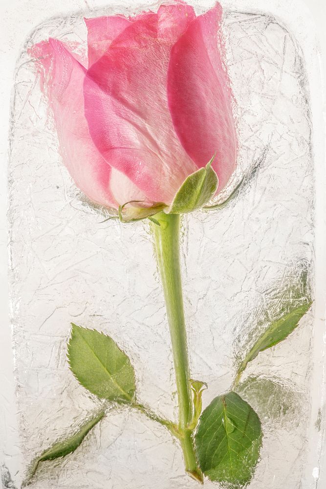 Pink rose flower frozen in ice