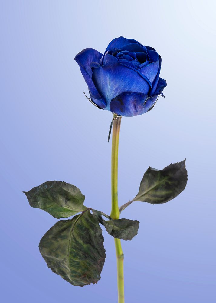 Blooming blue rose flower on  a blue background