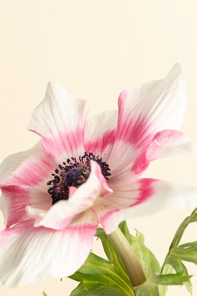 Blooming pink anemone flower