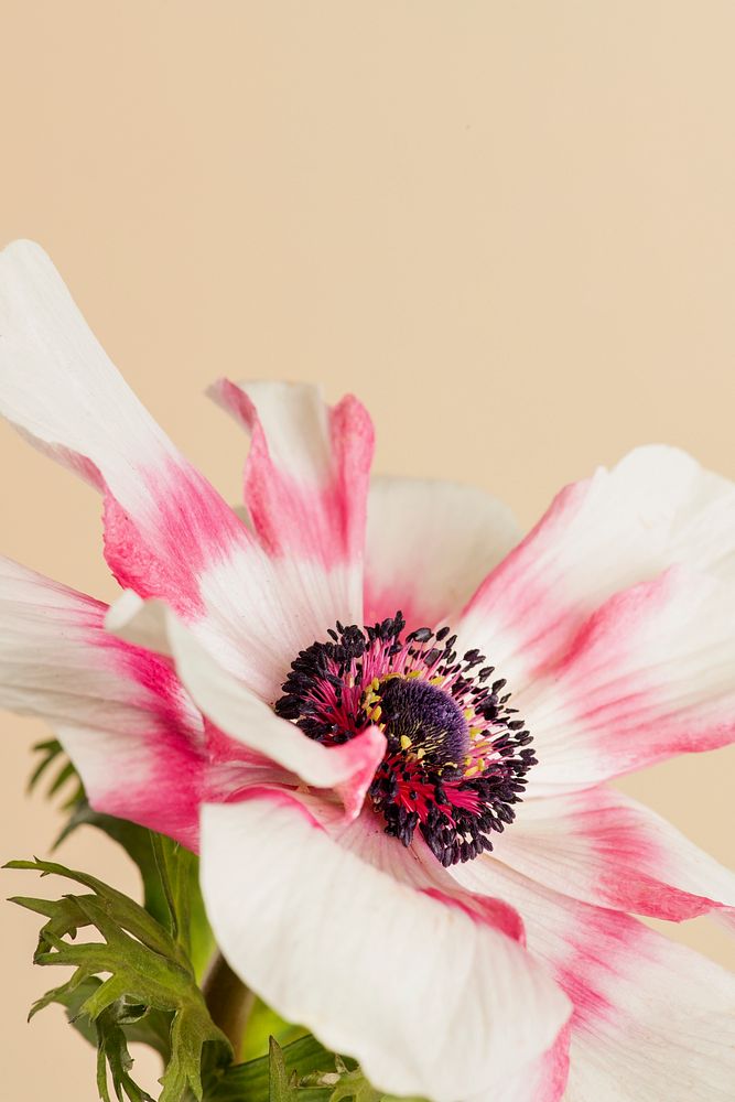 Blooming pink anemone flower