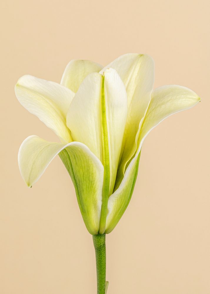 White lily flower on beige background